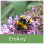 Ecology Button